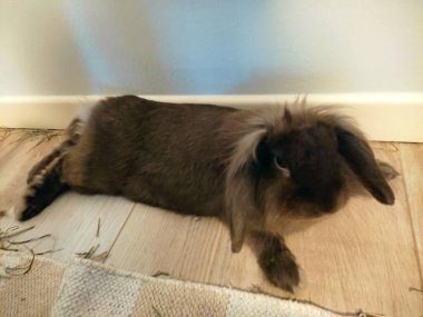 Kafeste tavşan var.