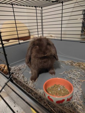 Yerde yatan sevimli tavşan.