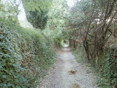 Ormanın güzel manzarası