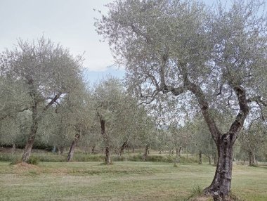 Bahçedeki zeytin ağacı.