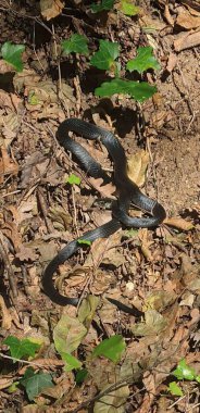 Kara Yılan (panthera tidus) ormanda