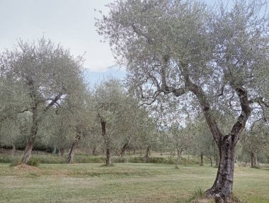 Yeşil çimenli zeytin ağacı ve tarla