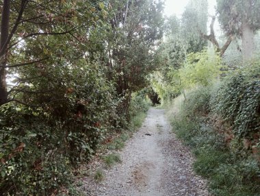 Ormanda yeşil ağaçlar.