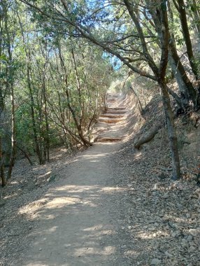 Dağlarda güzel bir orman manzarası