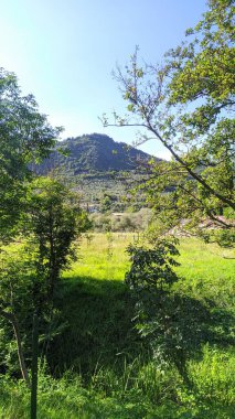 Ormanın güzel manzarası