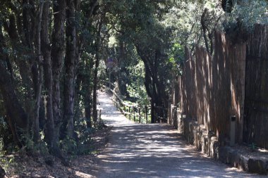 Arkasında ağaçlar ve bitkiler olan parkta bir patika.