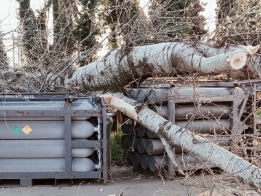 Ağaç gövdesi ve yerde kütükler