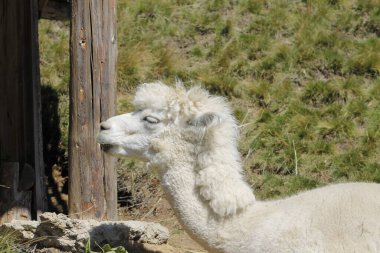 Beyaz lama, And Dağlarında lama