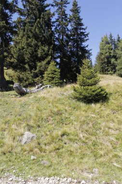 Yaz manzarası Vitosha Dağı, Sofia Bölgesi, İspanya