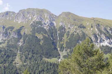 Alplerdeki dağ sıraları ve orman