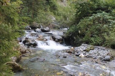 Nehirle birlikte ormandaki şelale