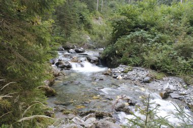 Ormanda akan bir deresi olan dağ nehri..
