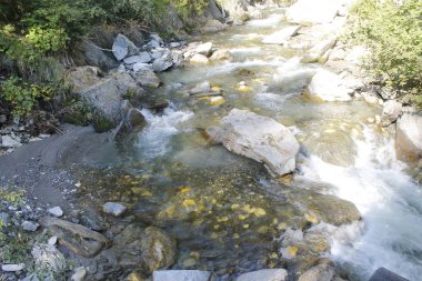 Ormandaki nehrin güzel manzarası