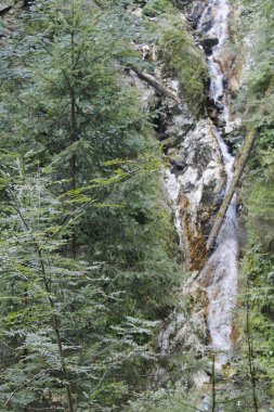 Ormanda güzel bir şelale