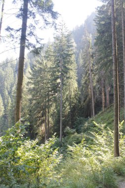 Ormanın güzel manzarası