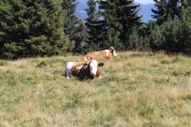 yeşil bir çayırda otlayan inekler