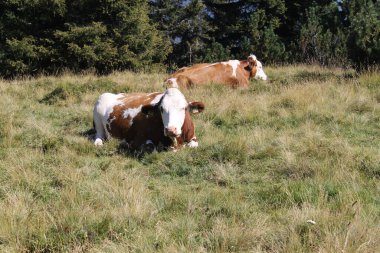Çayırda otlayan inek
