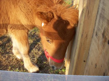 Hayvanat bahçesindeki at, hayvanlar