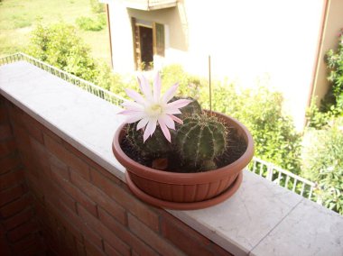 Pencere kenarında kaktüs var.