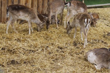 Genç bir geyik pipet yiyor.