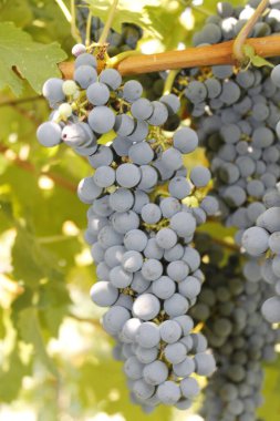 Üzüm bağında üzümler.