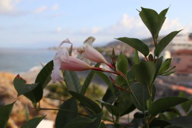 Bir çiçeğe yakın çekim