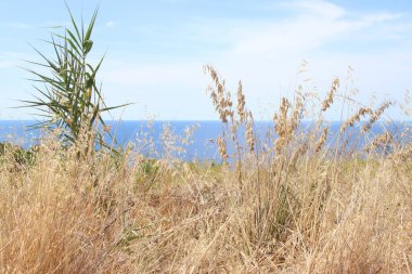 Güneşli bir günde denizin güzel çimenleri ve çiçekleri