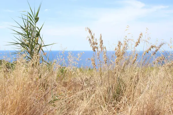 Güneşli bir günde denizin güzel çimenleri ve çiçekleri