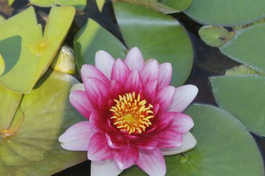 Gölette nilüfer çiçeği, nilüfer çiçeği