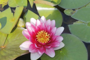 Gölette güzel nilüfer çiçeği