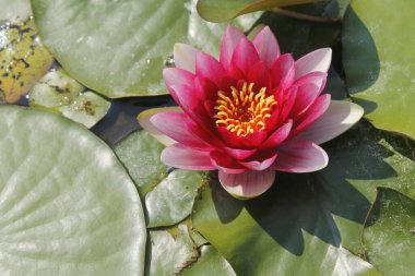 Gölette nilüfer çiçeği