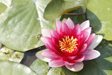 Gölette güzel nilüfer çiçeği