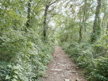 Ormanda yeşil yapraklar