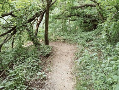 Ağaçlar ve ormanlarla dolu güzel bir manzara.
