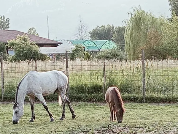 Çayırda bir at sürüsü