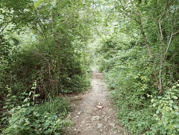 Ormanın güzel manzarası