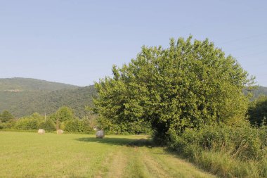 Ağaçlı yeşil alan