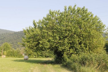 Ormanda güzel yeşil ağaçlar