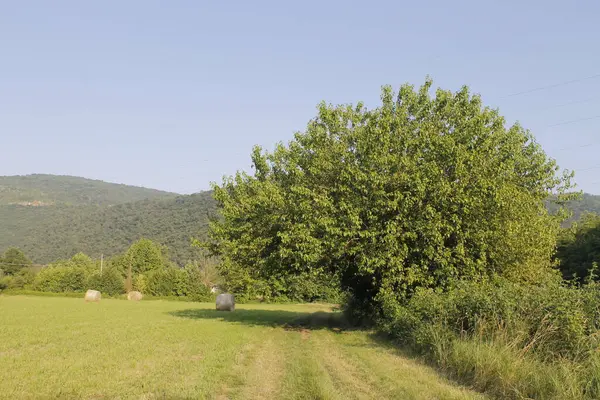 Ağaçlı yeşil alan