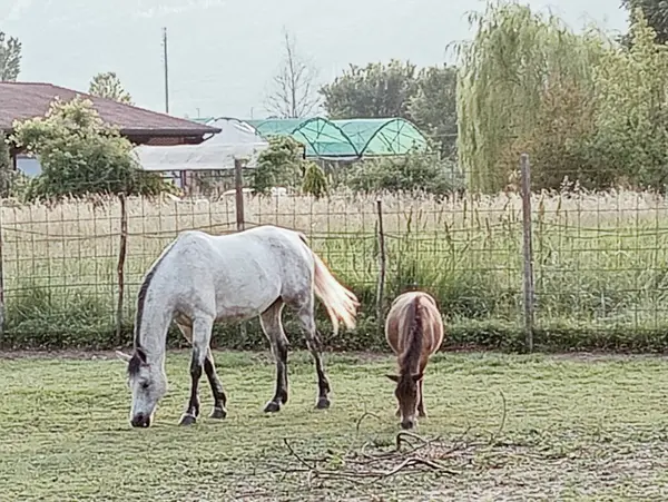 Çayırdaki beyaz at