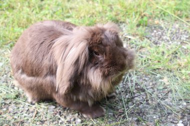 Tavşan çimenlerde yürüyor.