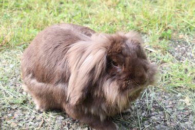 Çimlerde tatlı tüylü tavşan