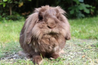 Çimenlikteki tavşan