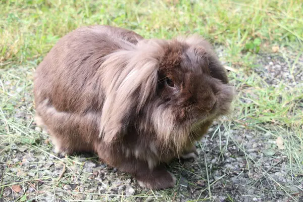 Bahçede küçük beyaz bir tavşan.