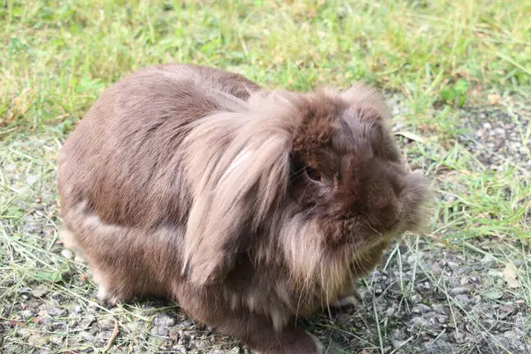 Çimlerde tatlı tüylü tavşan