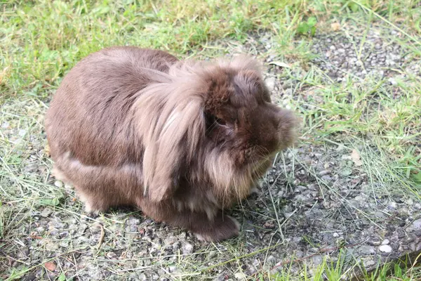 Küçük bir tavşan çimlerin üzerinde oturuyor..