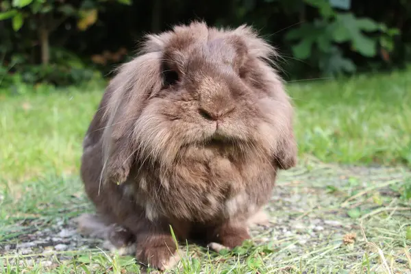 Çimenlikteki tavşan