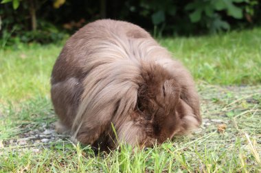 Çimlerin üzerinde sevimli tüylü tavşan
