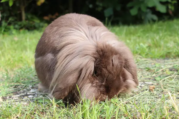 Çimlerin üzerinde sevimli tüylü tavşan