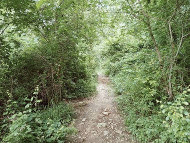 Parktaki yeşil ağaçlar.